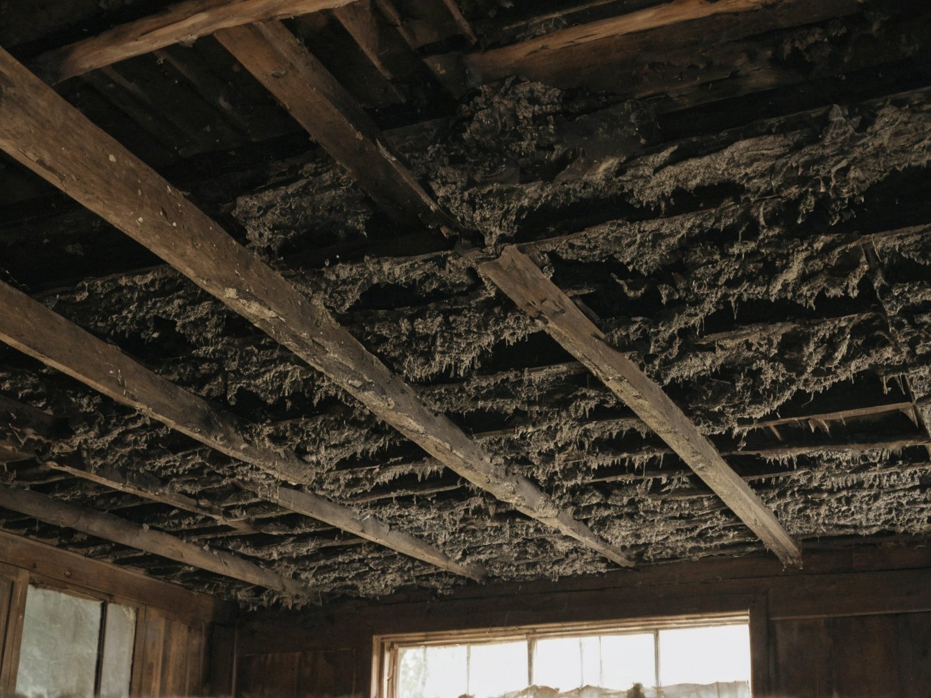 Contaminated attic with rodent droppings and disturbed insulation from a pest infestation
