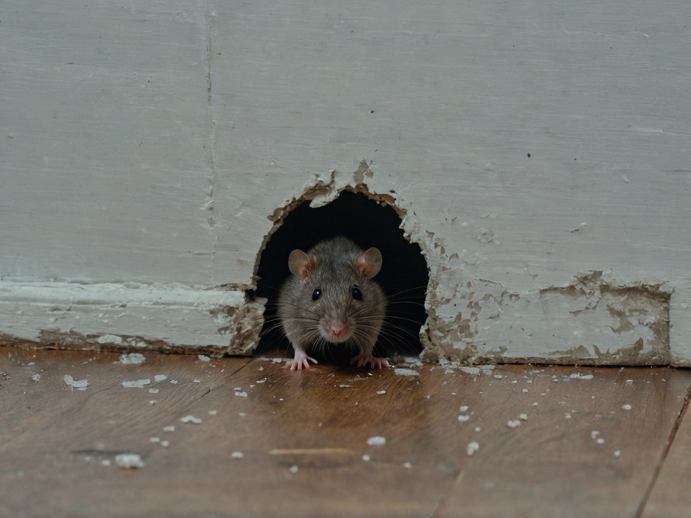 Rodent infestation, rats and mice nesting inside the walls and attic of a home