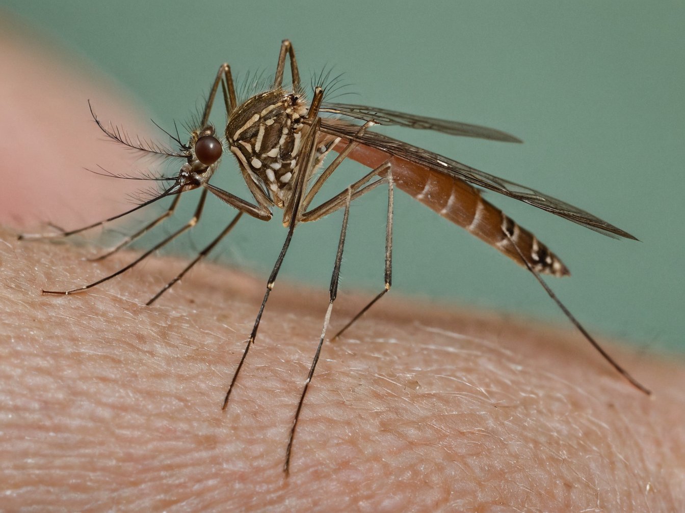 Mosquito close up, a backyard pest that breeds in standing water